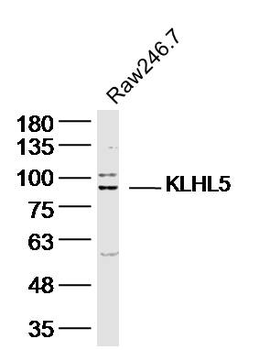 KLHL5 Rabbit Polyclonal Antibody