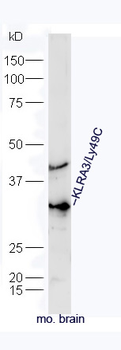 Klra3 Rabbit Polyclonal Antibody
