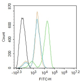 KPNA6 Rabbit Polyclonal Antibody