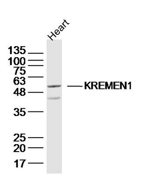 KREMEN1 Rabbit Polyclonal Antibody