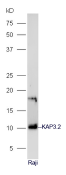 KAP3.2 Rabbit Polyclonal Antibody