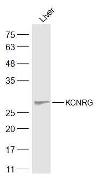 KCNRG Rabbit Polyclonal Antibody