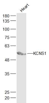 KCNS1 Rabbit Polyclonal Antibody