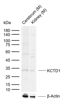 KCTD1 Rabbit Polyclonal Antibody