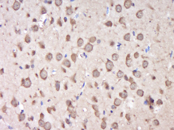 KIAA0319L Rabbit Polyclonal Antibody
