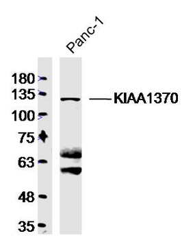 KIAA1370 Rabbit Polyclonal Antibody