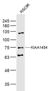 KIAA1434 Rabbit Polyclonal Antibody