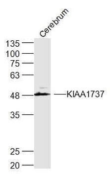 KIAA1737 Rabbit Polyclonal Antibody