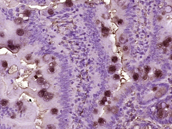 KAZALD1 Rabbit Polyclonal Antibody