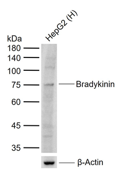 Bradykinin Rabbit Polyclonal Antibody