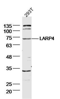 LARP4 Rabbit Polyclonal Antibody