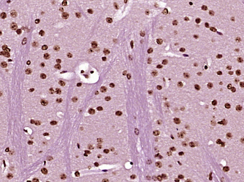 LARP7 Rabbit Polyclonal Antibody