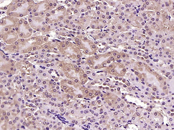 LULL1/TOR1AIP2 Rabbit Polyclonal Antibody