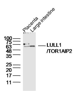 LULL1 antibody
