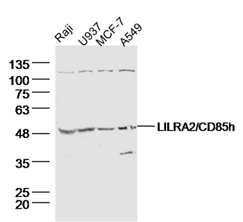 LILRA2/CD85h Rabbit Polyclonal Antibody