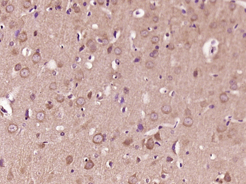 Liprin alpha 2 Rabbit Polyclonal Antibody