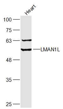 LMAN1L Rabbit Polyclonal Antibody