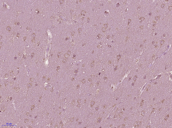 LNX2 Rabbit Polyclonal Antibody