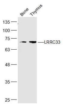 LRRC33 Rabbit Polyclonal Antibody
