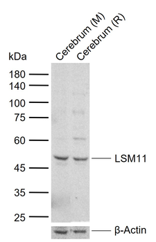 LSM11 Rabbit Polyclonal Antibody