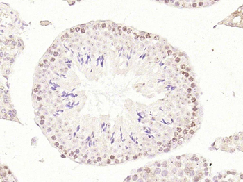 LSM12 Rabbit Polyclonal Antibody