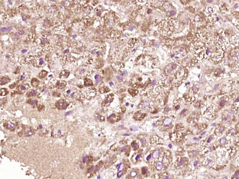 LW1/HSFX1 Rabbit Polyclonal Antibody