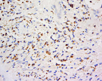 LYZL1 Rabbit Polyclonal Antibody