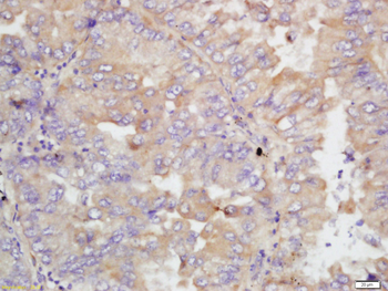 MGLAP/GIG36 Rabbit Polyclonal Antibody