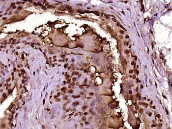 MPP6/MPHOSPH6 Rabbit Polyclonal Antibody