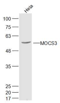 MOCS3 Rabbit Polyclonal Antibody