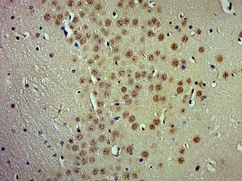 MOG1 Rabbit Polyclonal Antibody