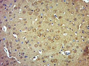 MOGT1 Rabbit Polyclonal Antibody