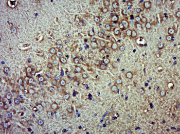 MORG1 Rabbit Polyclonal Antibody