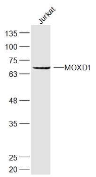 MOXD1 Rabbit Polyclonal Antibody
