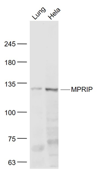 MPRIP Rabbit Polyclonal Antibody