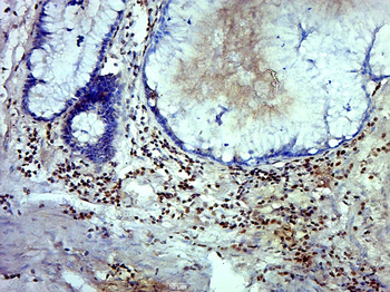 MRFAP1L1 Rabbit Polyclonal Antibody