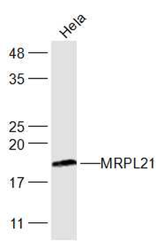 MRPL21 Rabbit Polyclonal Antibody