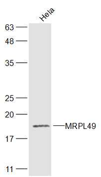 MRPL49 Rabbit Polyclonal Antibody