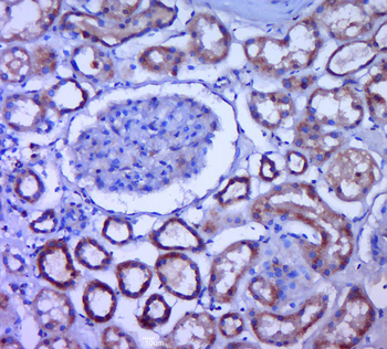 MRPS11 Rabbit Polyclonal Antibody