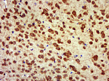 MRPS9 Rabbit Polyclonal Antibody