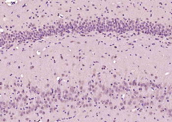 MSGN1 Rabbit Polyclonal Antibody