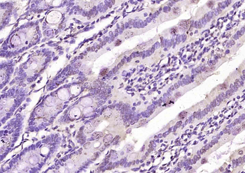 MSGN1 Rabbit Polyclonal Antibody