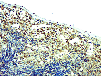 MSL1v1/CENP36 Rabbit Polyclonal Antibody