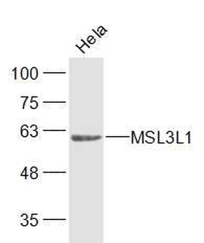MSL3L1 Rabbit Polyclonal Antibody