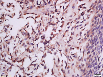 MSRB2 Rabbit Polyclonal Antibody