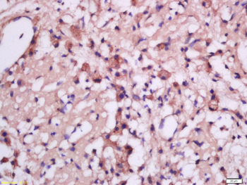 MSRB2 Rabbit Polyclonal Antibody