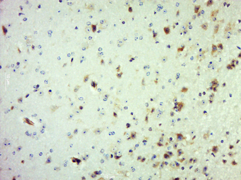 MSTO1 Rabbit Polyclonal Antibody