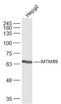 MTMR9 Rabbit Polyclonal Antibody