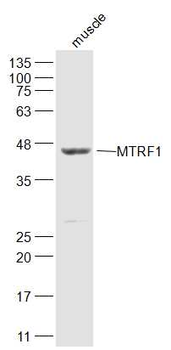 MTRF1L Rabbit Polyclonal Antibody