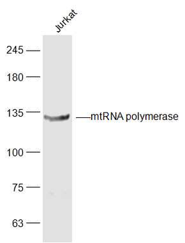 MtRNA polymerase Rabbit Polyclonal Antibody